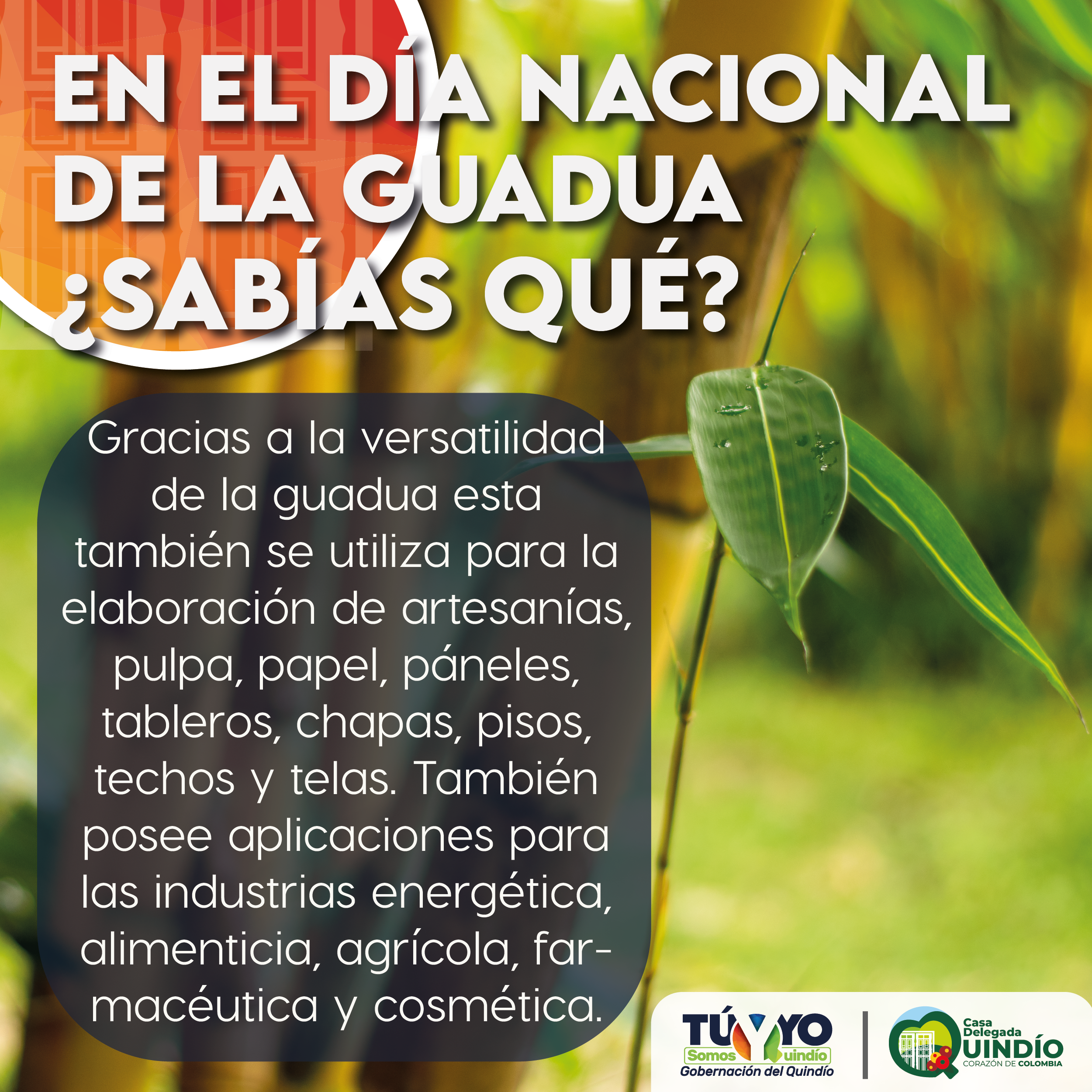 sabias guadua3 Mesa de trabajo 1