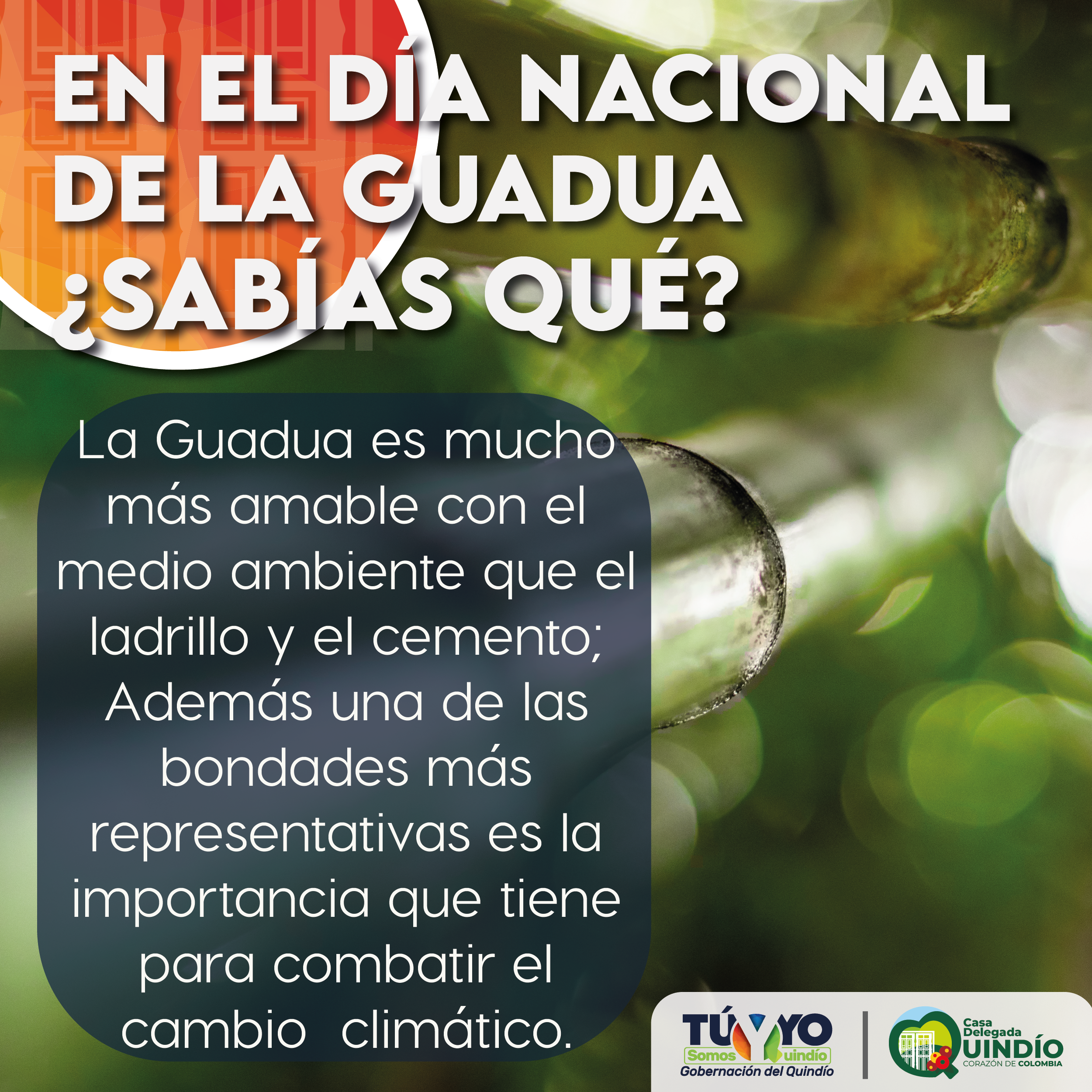 sabias guadua4 Mesa de trabajo 1