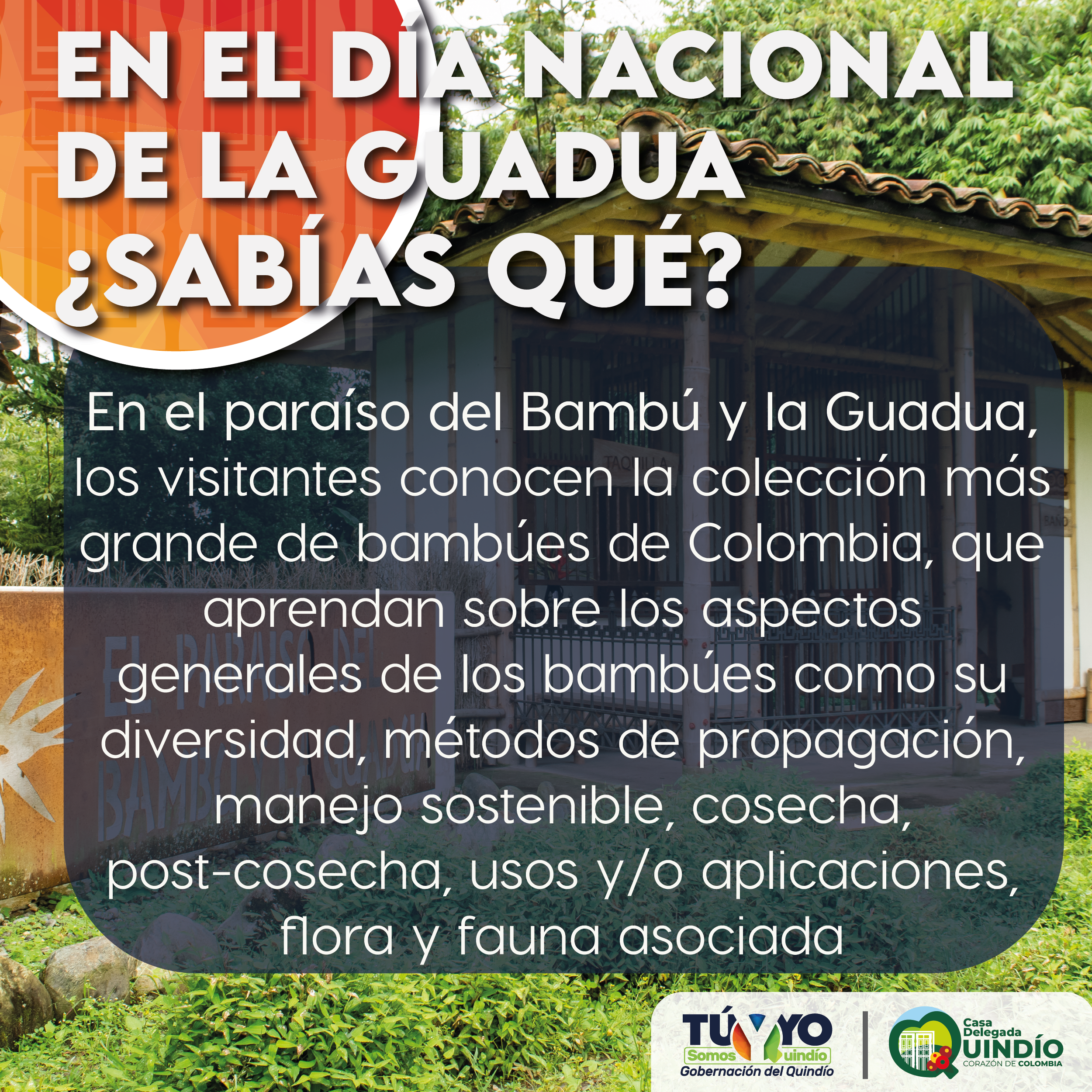 sabias guadua5 Mesa de trabajo 1